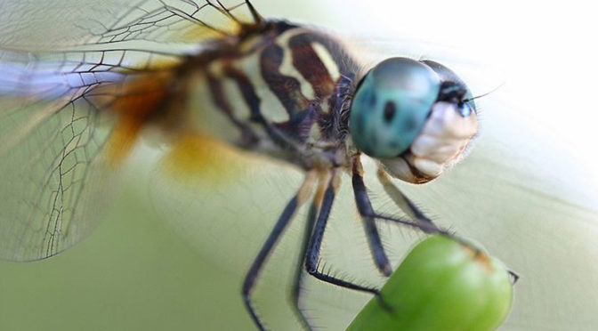 Dragonfly eyes inspire machine vision