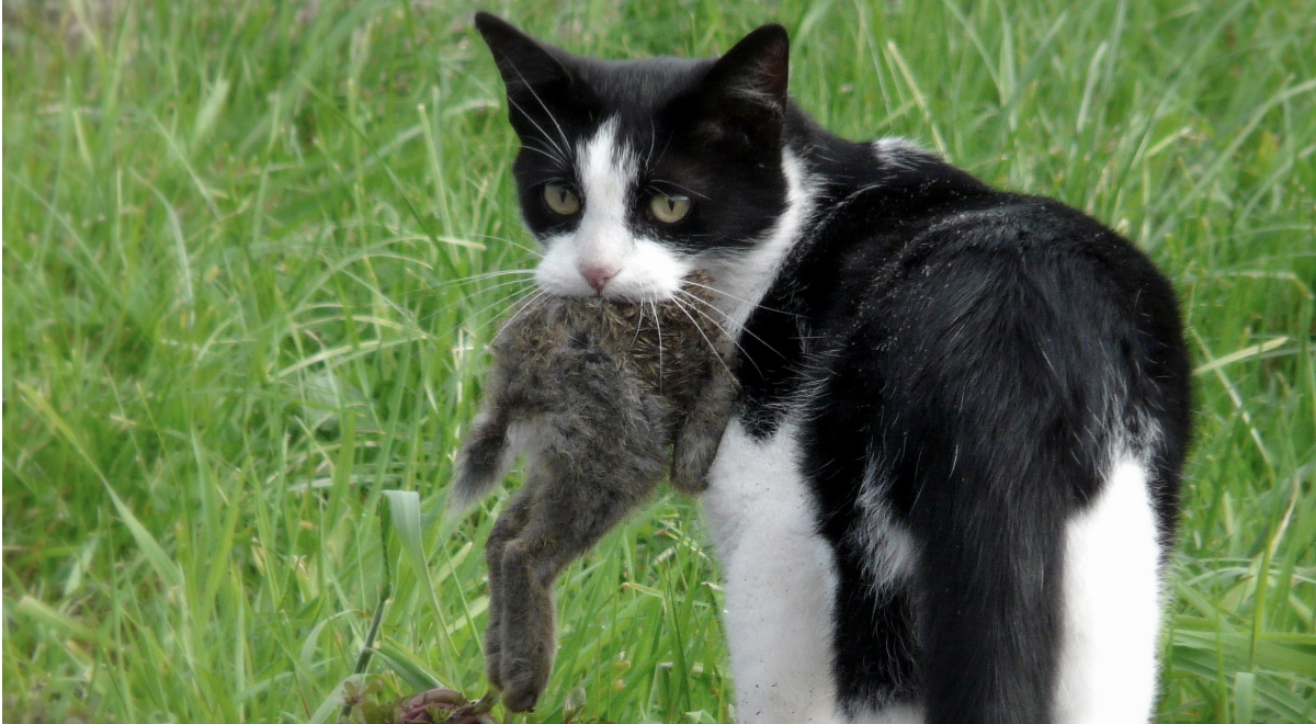 Feral cat holds rabbit in its mouth