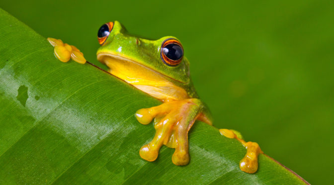 A vivid green tree frog clinging to the underside of a furled tropical leaf