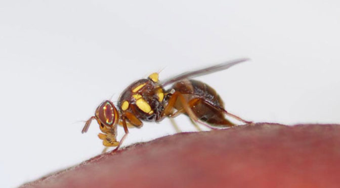 New biosecurity centre to stop fruit flies