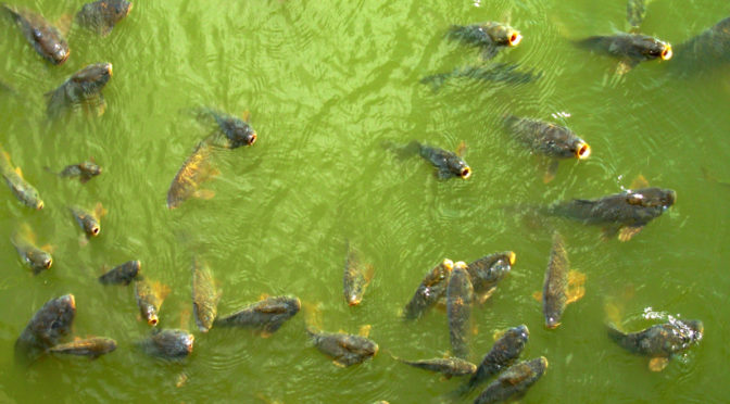 New tools in the fight against fish ferals