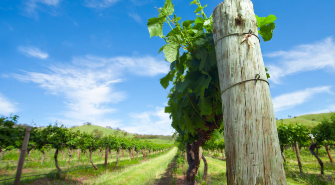 New tool for grapevines