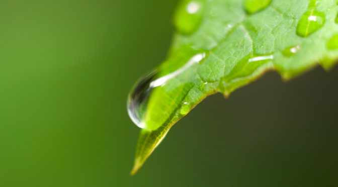 Plantic Technologies