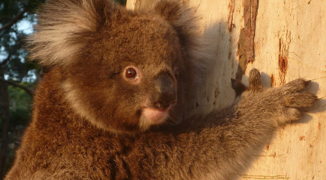 The koala genome has recently been sequenced
