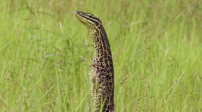 Lizards trained to not eat cane toads