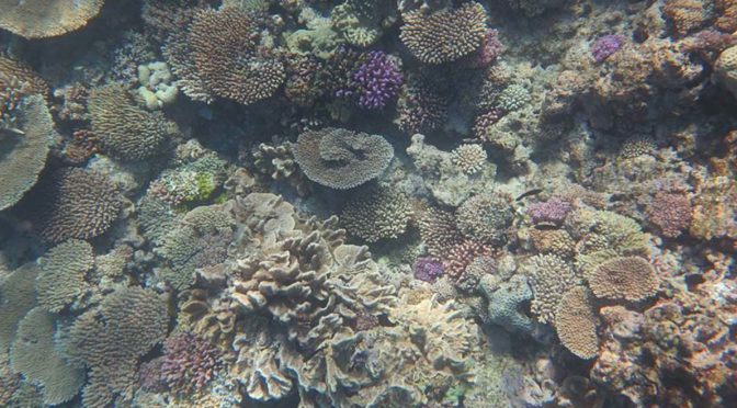 Ocean acidity devastates corals