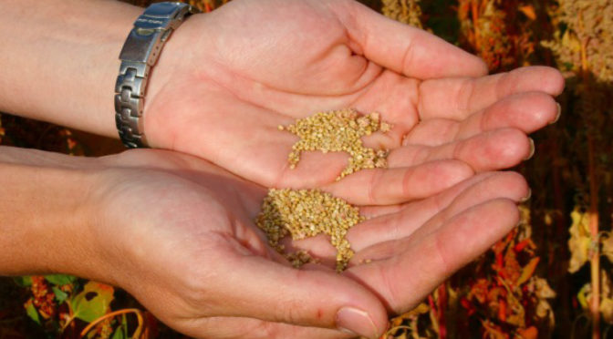 quinoa processing