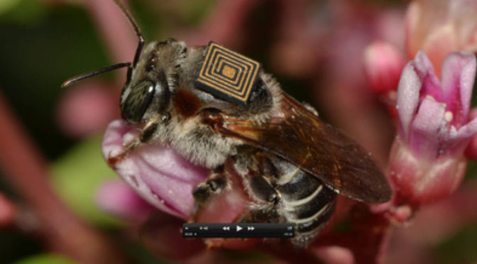 Honeybee health: a #dataimpact story