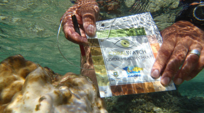 Citizen data monitors coral bleaching