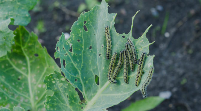 BioClay to create healthier food futures