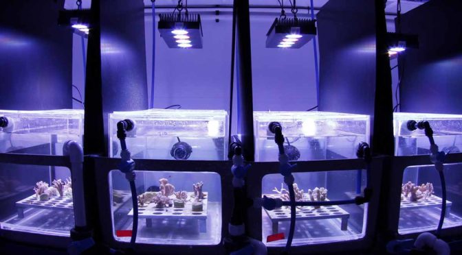 coral bleaching sun shield trial