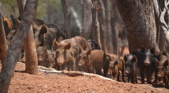 Bridging innovation’s valley of death