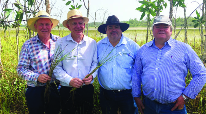 Wild about rice up north