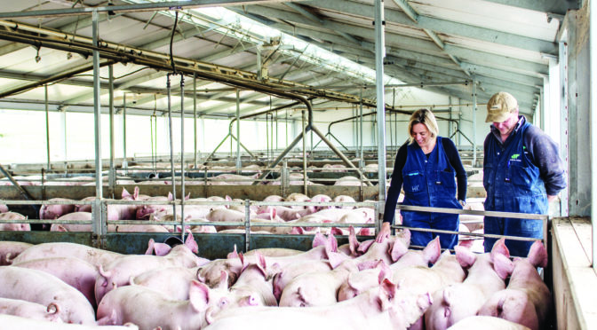 Pig power a game changer for pork producers