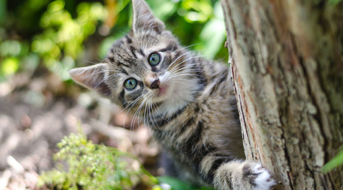Smart collar to track your pet in real-time