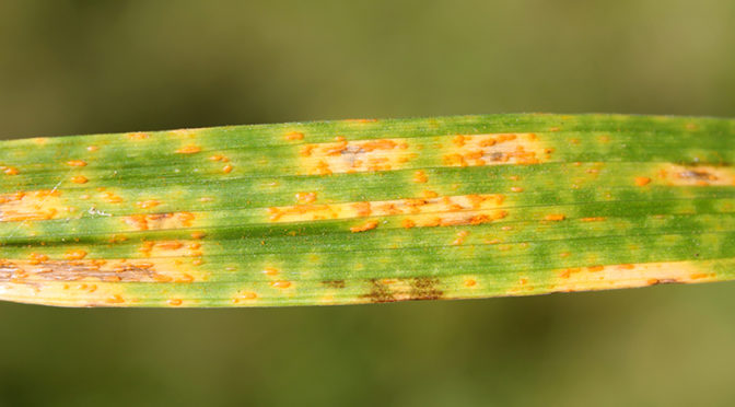 CSIRO ‘gene sandwich’ to enhance wheat rust resistance