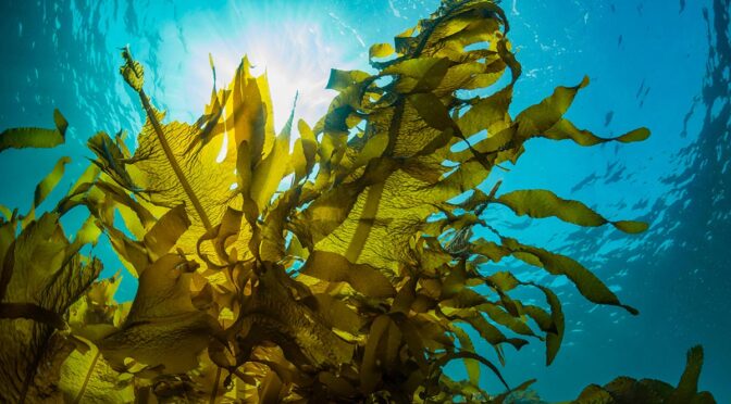 Seaweed business roadmap – a new billion dollar industry?