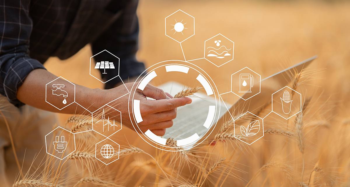 Farmer giving advice on wheat work online on Laptop in wheat field.